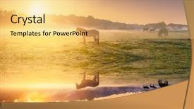  Presentation with horses - Slide set featuring mustang - arabian horses grazing on pasture background and a yellow colored foreground