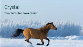  Presentation with horse - Theme with mustang - gold chestnut horse gallops across background and a sky blue colored foreground