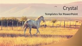  Presentation with pasture - Presentation consisting of mustang - horse herd run on pasture background and a lemonade colored foreground