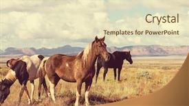  Presentation with horse - PPT theme consisting of mustang - horse on meadow background and a soft green colored foreground