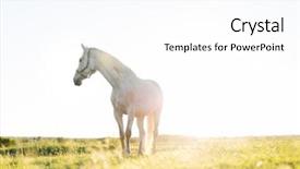  Presentation with white horse - PPT theme having mustang - lonely white horse standing background and a  colored foreground