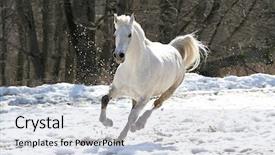  Presentation with white horse - Colorful presentation enhanced with mustang - skipping white horse backdrop and a lemonade colored foreground