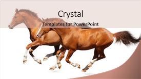  Presentation with stallion - Presentation having mustang - two gallop horses - sorrel background and a lemonade colored foreground