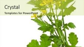  Presentation with mustard plant - Presentation consisting of mustard blooming plant brassica nigra background and a yellow colored foreground