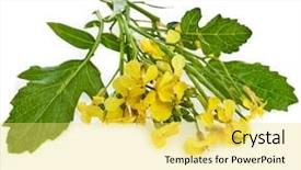  Presentation with rapeseed - PPT theme consisting of mustard flower blossom canola background and a yellow colored foreground
