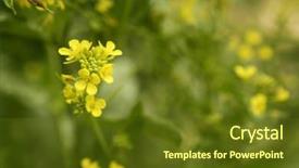  Presentation with mustard yellow - Theme with mustard flower sinapis aiba yellow background and a tawny brown colored foreground