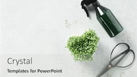  Presentation with sprayer - Presentation theme enhanced with mustard-micro-greens-in-heart background and a soft green colored foreground