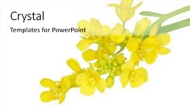  Presentation with rapeseed - Presentation theme enhanced with mustard seeds - macro of rapeseed flower isolated background and a white colored foreground