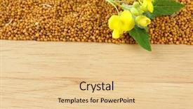  Presentation with mustard seed faith - PPT theme with mustard seeds and mustard flower background and a  colored foreground