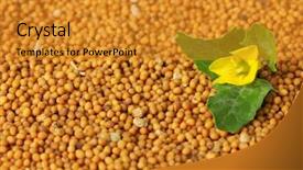  Presentation with seeds - Presentation design featuring mustard seeds with mustard flower background and a gold colored foreground