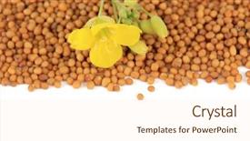  Presentation with mustard seed faith - Amazing PPT theme having mustard seeds with mustard flower backdrop and a lemonade colored foreground