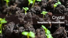  Presentation with sprout - Slide set consisting of mustard sprout macro close-up background and a wine colored foreground