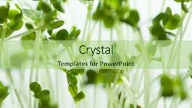  Presentation with tea leaves fresh green leaf - Slide set with mustard tree - fresh mustared sprout leaves close background and a mint green colored foreground