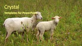  Presentation with fresh ginger root on white - Cool new PPT theme with mustered - photo of two white sheep backdrop and a  colored foreground