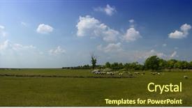  Presentation with green and purple mardi gras - PPT layouts having mustered - sheep and green grass background and a  colored foreground