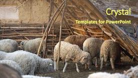  Presentation with sheep - Amazing PPT theme having mustered - sheep backdrop and a  colored foreground