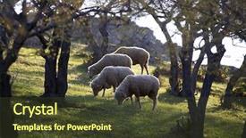  Presentation with sheep - Presentation theme featuring isolated three dimensional merry christmas text and balloons background and a soft green colored foreground