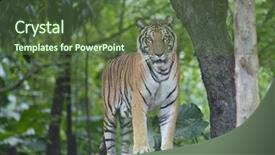  Presentation with tiger - Presentation with mustered - tiger in its natural habitat background and a tawny brown colored foreground