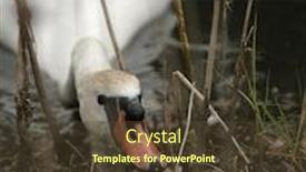  Presentation with build - Audience pleasing slides consisting of mute-swan-collecting-leaves backdrop and a tawny brown colored foreground