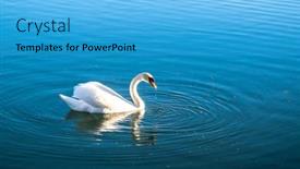  Presentation with dawn - Presentation theme having mute-swan-cygnus-olor-gliding background and a cyan colored foreground