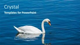  Presentation with lake - Beautiful PPT theme featuring mute-swan-cygnus-olor backdrop and a ocean colored foreground