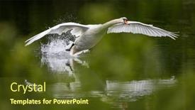  Presentation with family - Slides having mute-swan-cygnus-olor background and a tawny brown colored foreground