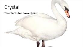  Presentation with isolated paw prints over white - Cool new theme with mute swan isolated over white backdrop and a white colored foreground