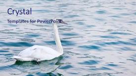  Presentation with sea - Beautiful PPT layouts featuring mute swan or wild swan backdrop and a lemonade colored foreground