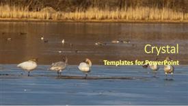  Presentation with frozen - PPT theme having mute-swans-in-the-middle background and a tawny brown colored foreground