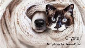  Presentation with knitted clothes - Presentation theme with muzzle-is-wrapped-in-white background and a soft green colored foreground