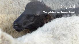  Presentation with sheep - Slide deck enhanced with muzzle of a black sheep background and a gray colored foreground