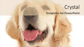  Presentation with golden - PPT layouts having muzzle of golden retriever isolated background and a lemonade colored foreground