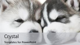  Presentation with husky - Colorful PPT layouts enhanced with muzzles of sleeping siberian husky backdrop and a light gray colored foreground