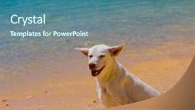  Presentation with pet - Theme with my friend cute pet background and a ocean colored foreground