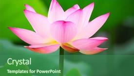  Presentation with pink lotus flower - Cool new presentation design with my gallery for more backdrop and a ocean colored foreground