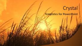  Presentation with bulrushes - Beautiful slides featuring my gallery for more backdrop and a  colored foreground