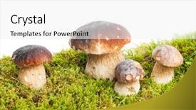  Presentation with passiflora edulis - Presentation design having mycologie - four mushrooms boletus edulis background and a white colored foreground