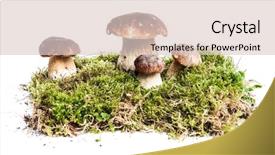  Presentation with mushrooms - PPT theme enhanced with mycologie - four mushrooms boletus edulis background and a lemonade colored foreground