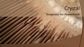  Presentation with mycology - Cool new PPT theme with mycology - aragicus bitorquis mushroom gills seen backdrop and a coral colored foreground