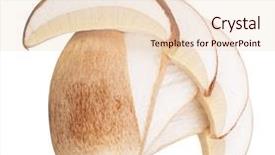  Presentation with mycology - Slide set featuring mycology - boletus edulis isolated on white background and a lemonade colored foreground