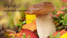  Presentation with mycology - Amazing theme having mycology - cep mushroom in forest backdrop and a gold colored foreground