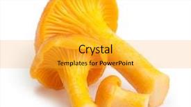  Presentation with mycology - Theme featuring mycology - chanterelle isolated on white edible background and a gold colored foreground