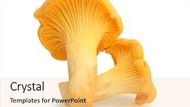  Presentation with mycology - Audience pleasing slide deck consisting of mycology - chanterelle isolated on white edible backdrop and a lemonade colored foreground