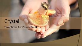  Presentation with mycology - PPT layouts with mycology - female hands holding mushroom background and a coral colored foreground