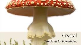  Presentation with mycology - Slides with mycology - fly agaric or fly amanita background and a soft green colored foreground