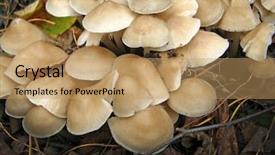  Presentation with mycology - Cool new PPT layouts with mycology - forest mushroom photo very beautiful backdrop and a coral colored foreground
