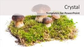  Presentation with mushrooms - Colorful theme enhanced with mycology - four mushrooms boletus edulis backdrop and a white colored foreground
