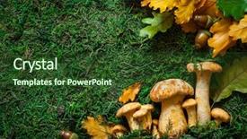  Presentation with mycology - PPT theme with mycology - fresh mushrooms with leaves background and a tawny brown colored foreground