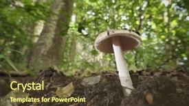  Presentation with fungus - PPT layouts having mycology - lamellar fungus in undergrowth background and a tawny brown colored foreground