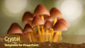  Presentation with mycology - PPT theme with mycology - mushroom growing in the forest background and a tawny brown colored foreground